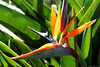 Paradiesvogelblume (Strelitzia reginae) im Jardim Botânico da Madeira (© Buelipix)