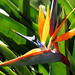 Paradiesvogelblume (Strelitzia reginae) im Jardim Botânico da Madeira (© Buelipix)
