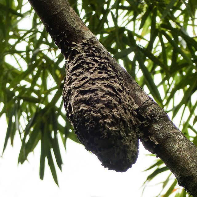 Termite nest, Bellbird walk, Day 4