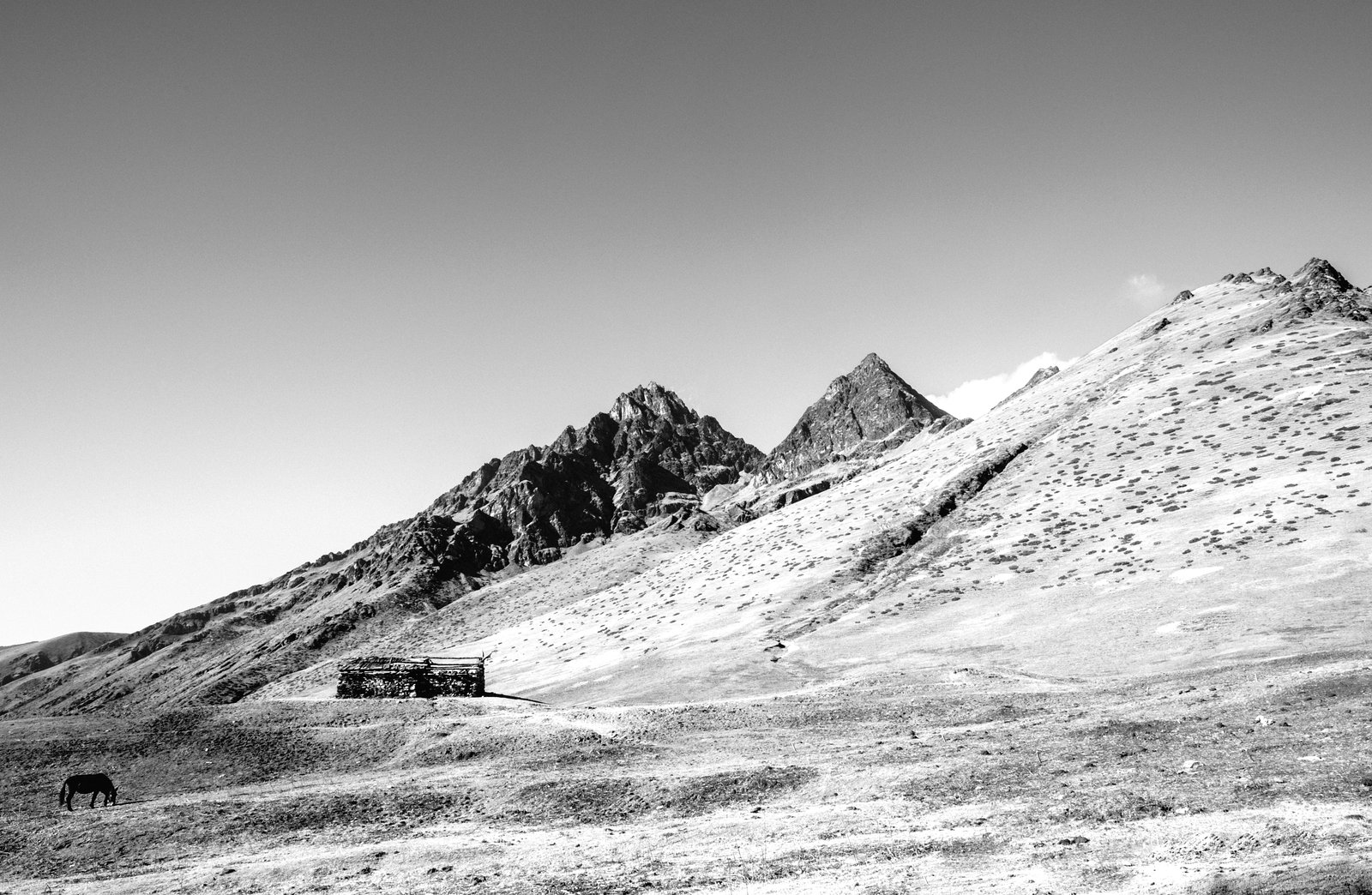 Wilderness, a hut and a horse