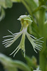 Platanthera lacera (Ragged Fringed orchid)