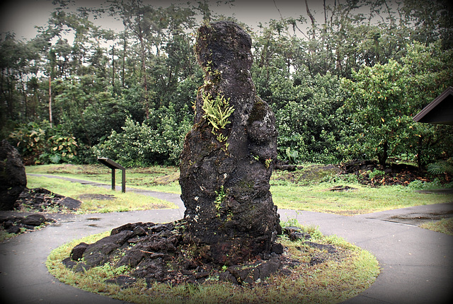 Lava tree