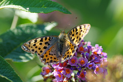 Kleiner Perlmutterfalter (Issoria lathonia)   auf Sommerflieder