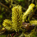 20200315 6864CPw [D~MI] Amur-Weide (Salix udensis), Sielpark, Bad Oeynhausen