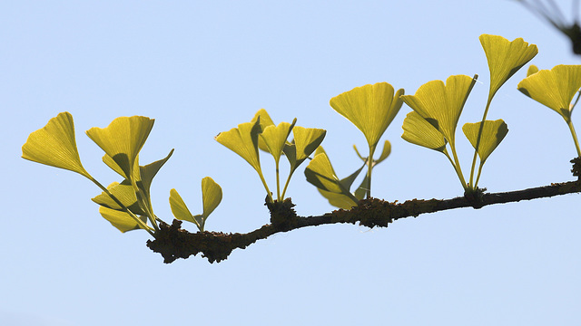 Bouquets de feuille