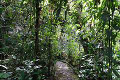 Cloud Forest At Aguas Calientes