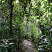 Cloud Forest At Aguas Calientes