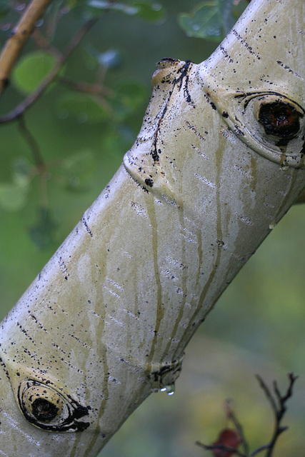 Quaking Aspen