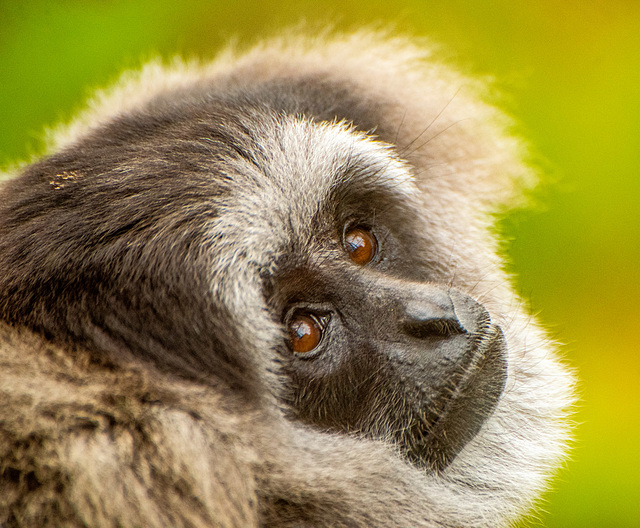 Silver gibbon