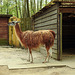 20220422 0577CPw [D~HF] Guanako (Lama guanicoe), Tierpark Herford