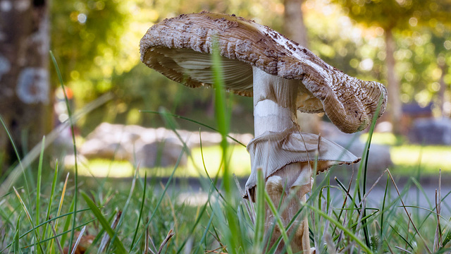 220920 Fribourg hopital champignon