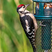 Great spotted woodpecker
