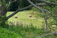 Alter Baum vor gemähter Wiese