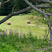 Alter Baum vor gemähter Wiese