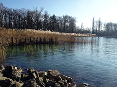 Januarstille am Bielersee