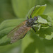 5T2A5164 Robber Fly-2