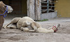 Kamel, flachgelegt (Zoo Heidelberg)