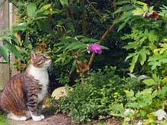 The butterfly collector