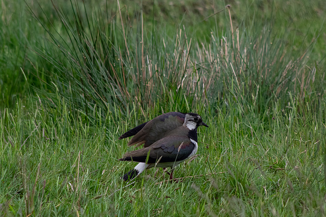 Lapwing with a broken wing act