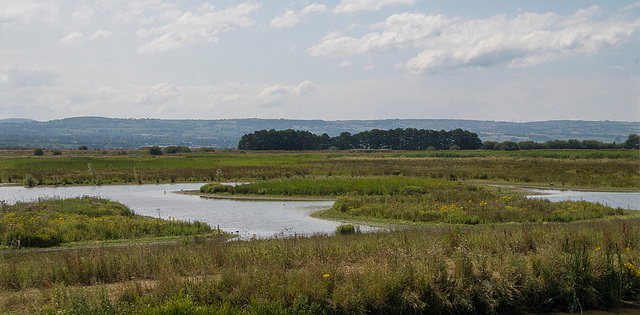 Burton wetlands3