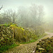 DE LA LLUVIA A LA NIEBLA