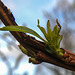 20200315 6865CPw [D~MI] Amur-Weide (Salix udensis), Sielpark, Bad Oeynhausen