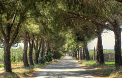 Memories of Tuscany: Boulevard of Maritime Pines