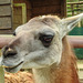 20220422 0579CPw [D~HF] Guanako (Lama guanicoe), Tierpark Herford