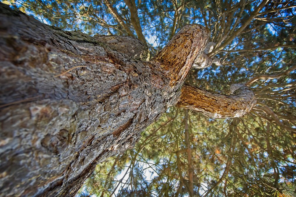 Einmal kurz nach Oben geschaut :))  Just took a quick look up :))  Je viens de jeter un coup d'oeil rapide :))