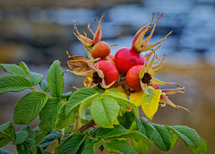 Ein Hauch von Herbst