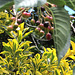 Leaves And Berries.