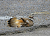 Killdeer Trying to Lure me from its Nest