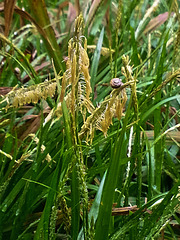 20150426 0004Hw [D~SHG] Schnecke, Wesergebirge, Rinteln