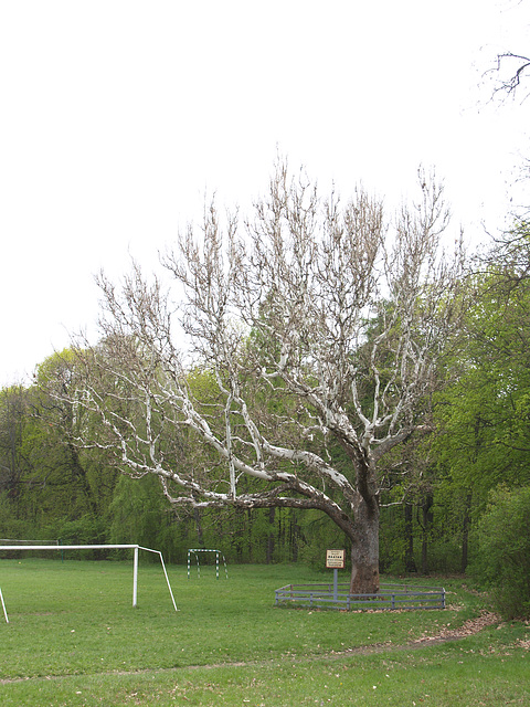 Платан в усадьбе Галаганов в Сокиринцах / Sycamore in Galagans' Manor in Sokirintsy