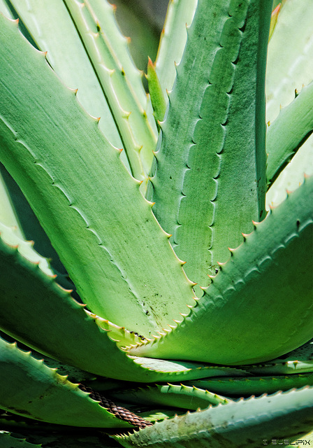 Aloe vera im Jardim Botânico da Madeira (© Buelipix)