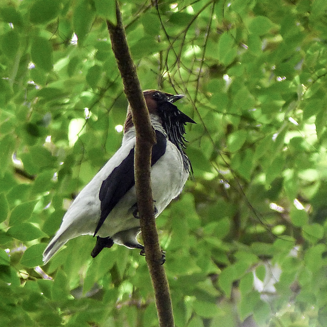 Bearded Bellbird / Procnias averano, Asa Wright Nature Centre, Trinidad