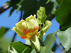 Tulip Poplar Tree -1