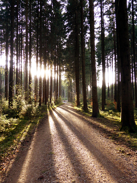 Spaziergang im Klosterwald