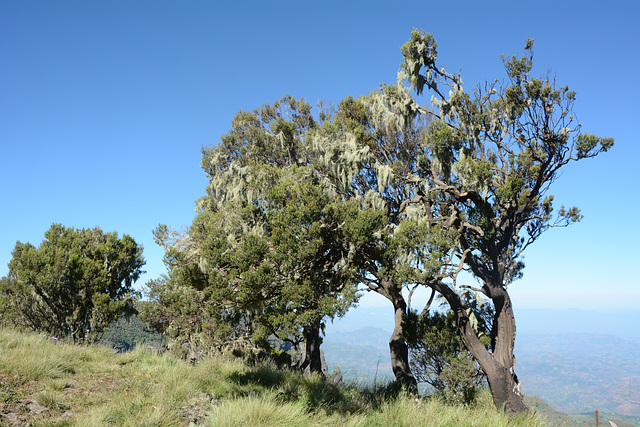 Ethiopia, In the Simien Mountains National Park