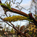 20200315 6866CPw [D~MI] Amur-Weide (Salix udensis), Sielpark, Bad Oeynhausen