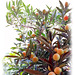Korallenstrauch, Solanum pseudocapsicum