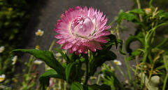 20210727 2101CPw [D~LIP] Garten-Strohblume (Xerochrysum bracteatum), Bad Salzuflen