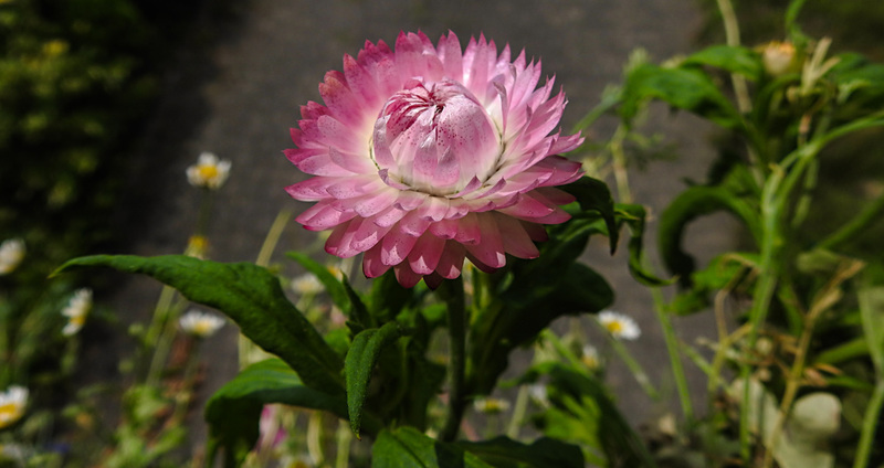 20210727 2101CPw [D~LIP] Garten-Strohblume (Xerochrysum bracteatum), Bad Salzuflen