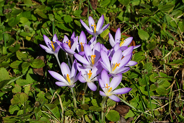 Krokusse am Edelhof III