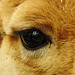 20220422 0580CPw [D~HF] Vikunja (Vicugna vicugna), Tierpark Herford