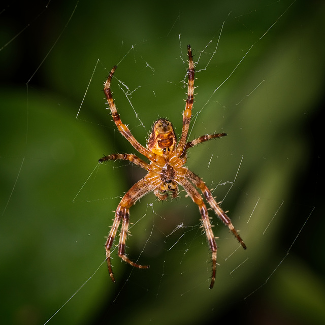 Garden Spider