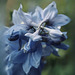 Delphinium