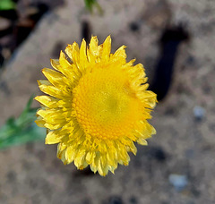 Native daisy