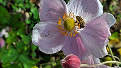 Biene an Herbst-Anemone -