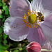 Biene an Herbst-Anemone -